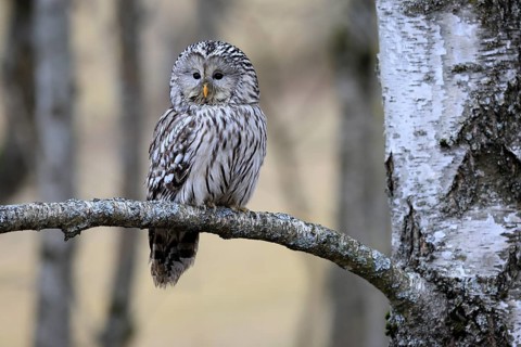 Hawk owl (Strix uralensis), adult, in winter, on branch, alert, Bohemian Forest, Czech Republic,