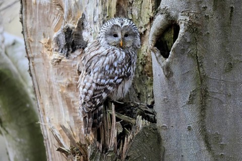 Hawk owl (Strix uralensis), adult, in winter, on tree trunk, Bohemian Forest, Czech Republic,