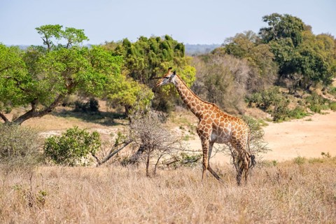 Cape giraffe (Giraffa giraffa giraffa), African savanna, Kruger National Park, South Africa