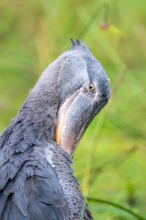 Animal portrait, shoebeak (Balaeniceps rex) in the swamps of Mabamba, Lake Victoria, Uganda