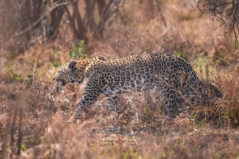 Leopard (Panthera pardus), female in dry grass, adult, Kruger National Park, South Africa