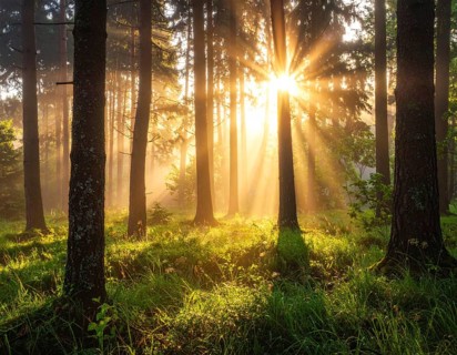 Sunlight streaming through a dense, misty forest, Fog covered forest in summer with mystic golden