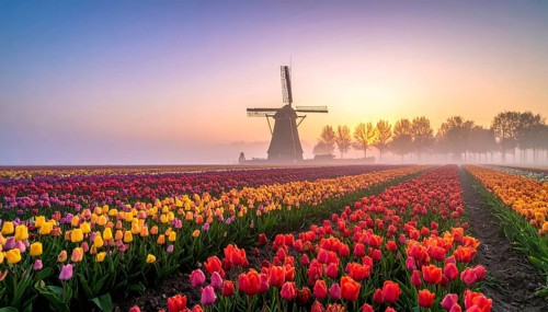 Fog covered landscape in sunrise with tulip fields and windmill in background, AI generated