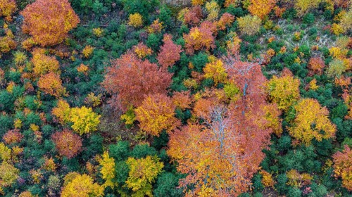 Autumn forest in the Black Forest. Drone photo of trees in colorful autumn leaves and conifers,
