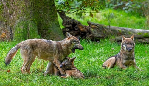 Wolf pack of Eurasian wolves, European grey wolves (Canis lupus lupus) with 5 months old pups play