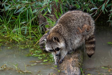 Common raccoon, North American racoon (Procyon lotor) washing food in water of pond, invasive