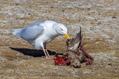 Glaucous gull (Larus hyperboreus hyperboreus) adult in summer plumage scavenging on dead common
