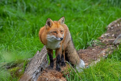 Red fox (Vulpes vulpes) hunting in grassland, meadow at edge of forest