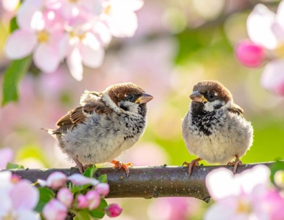 Small funny Sparrow Chicks sit in the garden surrounded by pink Apple blossoms on a Sunny may day,