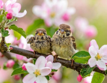 Small funny Sparrow Chicks sit in the garden surrounded by pink Apple blossoms on a Sunny may day,