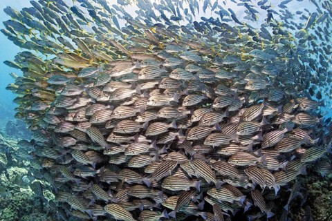 Mixed swarm, bronze-striped grunt (Pomadasys taeniatus) and large school mullet (Mulloidychthys