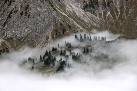 Ridge with conifers sticking out of fog, Allgäu Alps, near Oberstdorf, Oberallgäu, Allgäu, Bavaria,