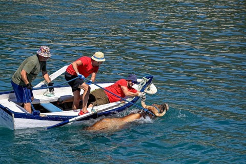 A bull is brought ashore by boat, Bous a la Mar, in English bulls in the sea, bullfighting, Javea