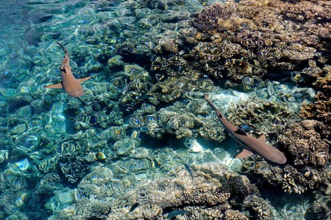 Blacktip reef shark over the corals of Fakarava, South Seas, Tahiti, French Polynesia