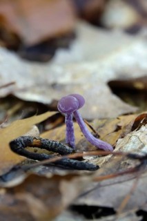 Purple lacquer funnel (Laccaria amethystina) in the forest, autumn time, October, Saxony, Germany
