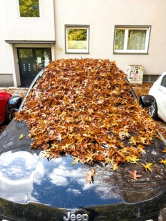 Autumn in town, car parked under deciduous tree, swamp oak, ground and vehicle covered with fallen