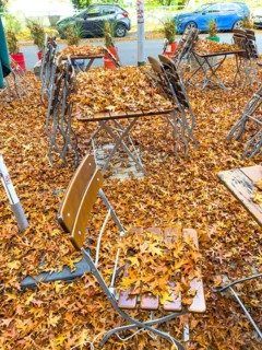 Autumn in town, beer garden, pub terrace under deciduous trees, swamp oak, floor and table chairs