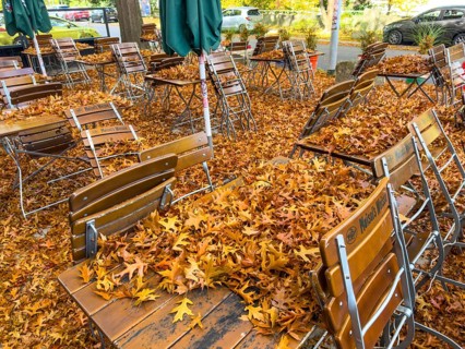 Autumn in town, car parked under deciduous tree, swamp oak, ground and vehicle covered with fallen