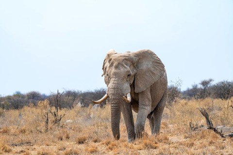 African elephant (Loxodonta africana), adult male in the savanna, Nxai Pan National Park, Botswana