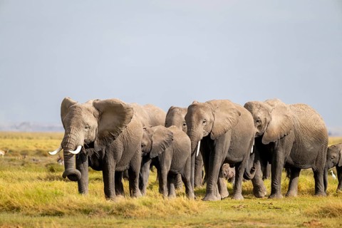 African elephant (Loxodonta africana) large herd with young animals and herons (Bubulcus ibis), in