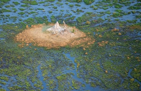 Freshwater marshland, swamp landscape with small island with termite hill, aerial view, Okavango