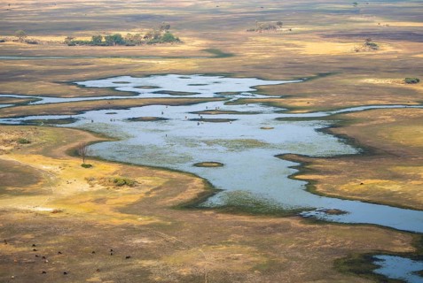 River landscape and grazing herd of cows, aerial view, Okavango Delta, Botswana