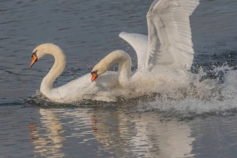Swan chases rivals across a calm body of water. One of the swans squirts and brings life to the
