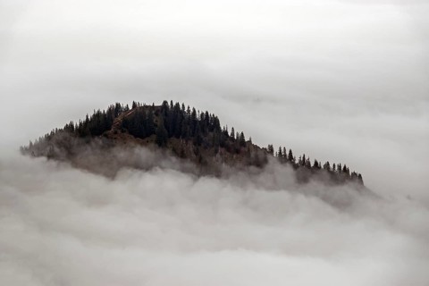 Ridge with conifers sticking out of fog, Allgäu Alps, near Oberstdorf, Oberallgäu, Allgäu, Bavaria,