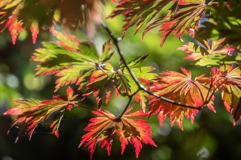 Adenhut leaf maple (Acer japonicum aconitifolium), autumn leaves, Emsland, Lower Saxony, Germany