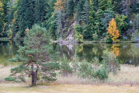 Autumn atmosphere, autumn-colored trees on Obersee, Füssen, Allgäu, Bavaria, Germany