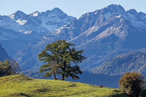 Group of trees with cattle, snow-covered mountains of the Allgäu Alps, near Schöllang, Oberallgäu,