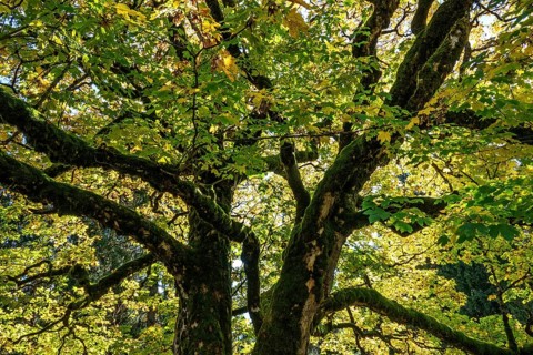 Sycamore tree in autumn colors, Hochleite, near Schwand, Oberstdorf, Oberallgäu, Allgäu, Bavaria,