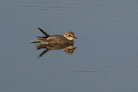 Little ringed plover (Charadrius dubius) adult wading bird in a shallow coastal lagoon, England,