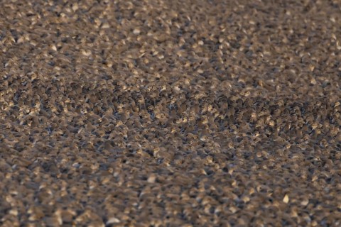 Red Knot (Calidris canutus) adult wading birds at high tide on a coastal shingle ridge, RSPB