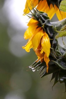 Sunflower with raindrops, rainy weather, Germany