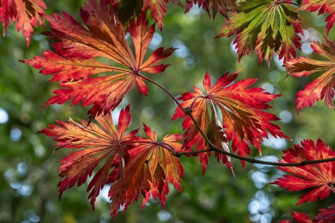Adenhut leaf maple (Acer japonicum aconitifolium), autumn leaves, Emsland, Lower Saxony, Germany