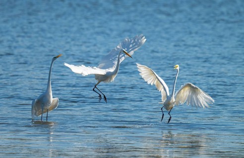 Great egret (Ardea alba), three herons fighting in the shallow water zone of a lake, dispute, blue