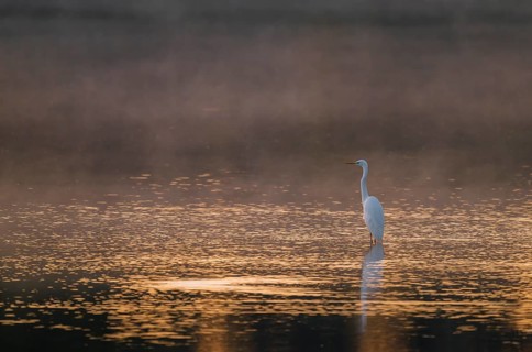 Great egret (Ardea alba) stands in warm, orange morning light in the shallow water zone of a lake,