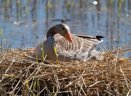 Grey goose (Anser anser) sitting on the nest and breeding, blue water, Lower Saxony, Germany
