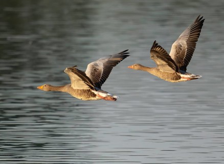 Grey goose (Anser anser), two gray geese flying over a body of water in early warm morning light,
