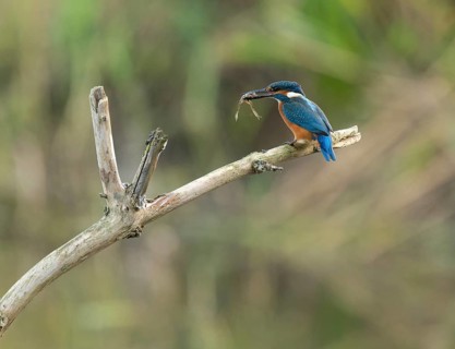 Kingfisher (Alcedo atthis) sitting on a branch, sitting room, with captured prey frog (Rana) in its