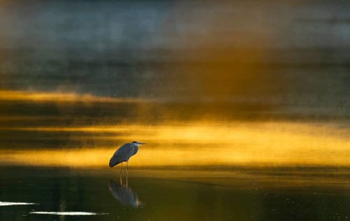 Grey heron (Ardea cinerea) stands in warm, orange morning light in the shallow water zone of a
