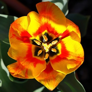 Pistil and stamens in a tulip calyx (Tulipa), tulip flower, red, black and yellow markings,