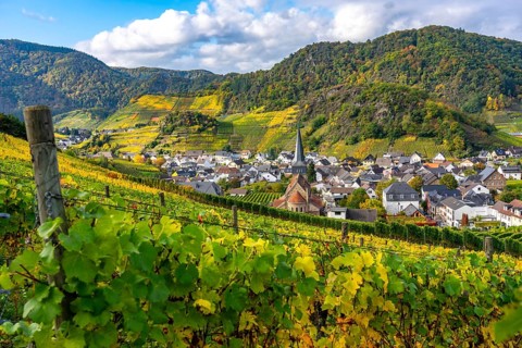 Vineyards in autumn in the central Ahr valley, near Mayschoß, Rhineland-Palatinate