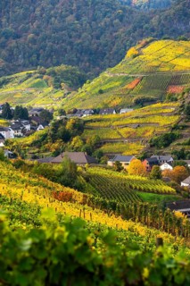 Vineyards in autumn in the central Ahr valley, near Mayschoß, Rhineland-Palatinate