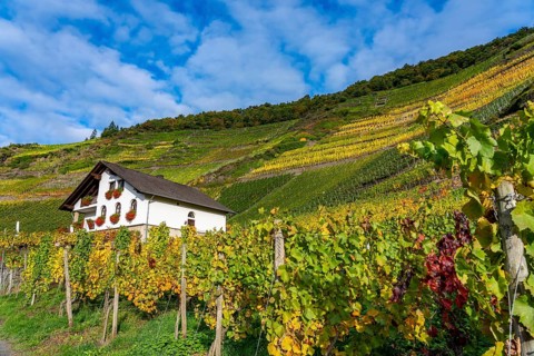 Vineyards in autumn in the middle Ahr valley, near Mayschoß, Mönchberger Hof winery,