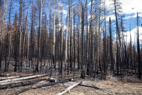 Jacob Lake, Arizona - Burned trees from the Dragon Bravo Fire. The wildfire burned 145, 000 acres