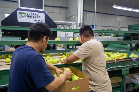 Berrien Springs, Michigan - Fresh apples are sorted and packed at Hildebrand Fruit Farms. Michigan
