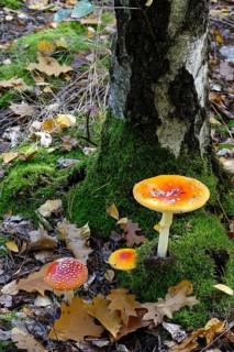 Fairytale toadstools in the forest, autumn, Germany