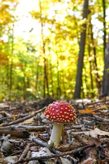 Fairytale toadstool, autumn, Germany